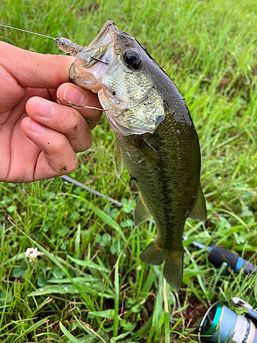 ラージマウスバスの釣果