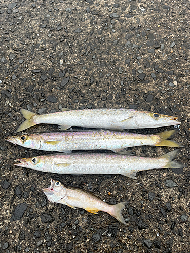 カマスの釣果