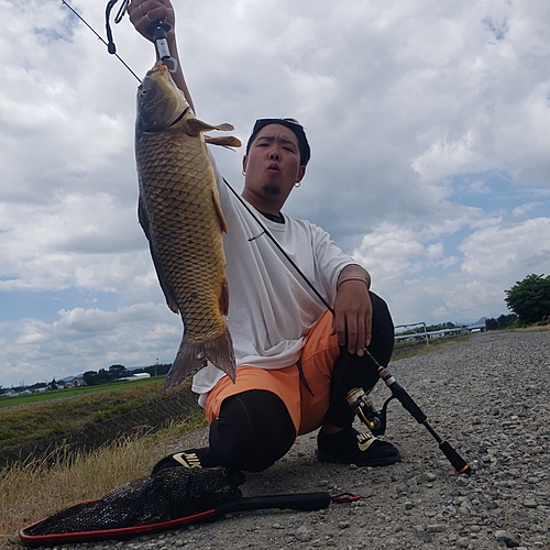 コイの釣果