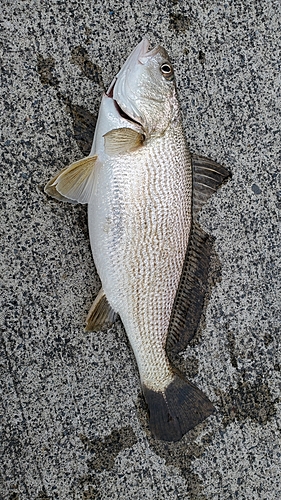 イシモチの釣果