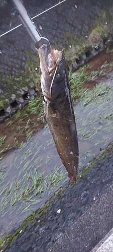 ナマズの釣果