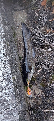 ナマズの釣果