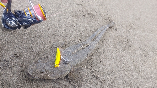 マゴチの釣果