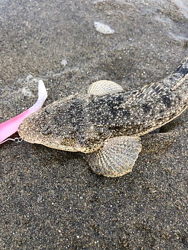 マゴチの釣果