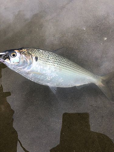 コノシロの釣果