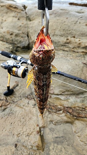 エソの釣果