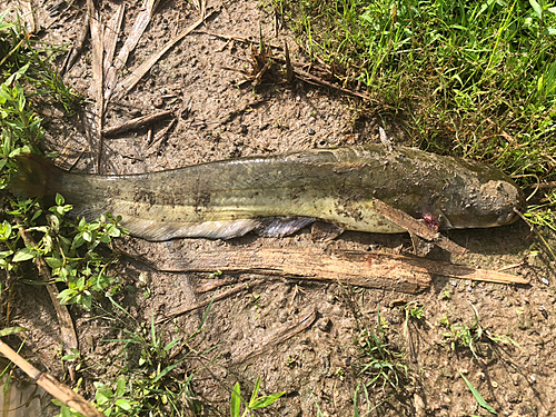 ナマズの釣果