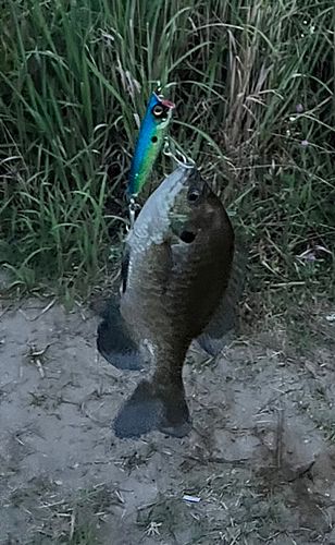 ブルーギルの釣果
