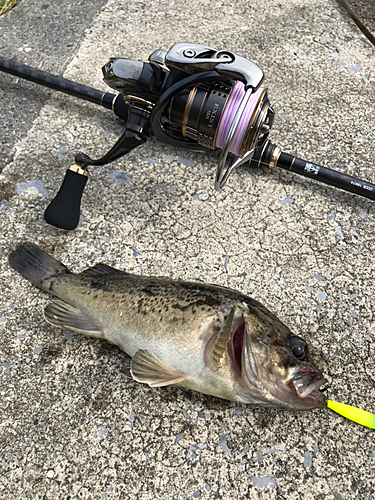 ソイの釣果