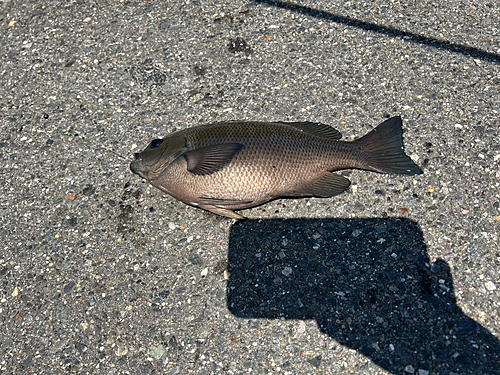 グレの釣果