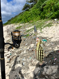 アミメフエダイの釣果