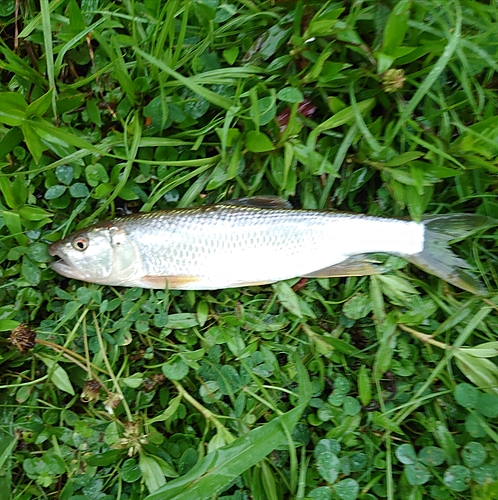 ハスの釣果