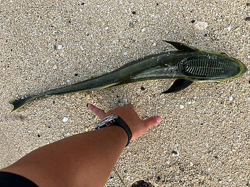 コバンザメの釣果