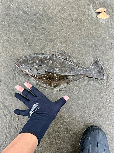 ヒラメの釣果