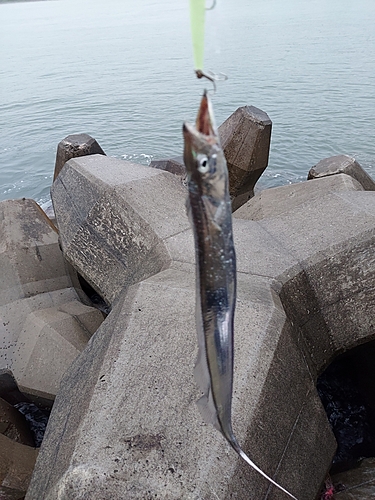 タチウオの釣果