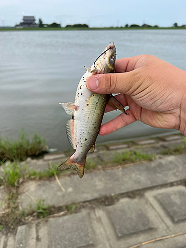 アメリカナマズの釣果