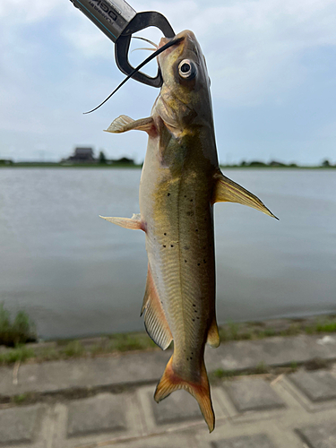 アメリカナマズの釣果