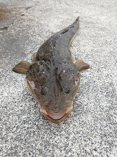 マゴチの釣果