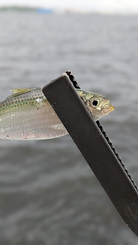 サッパの釣果