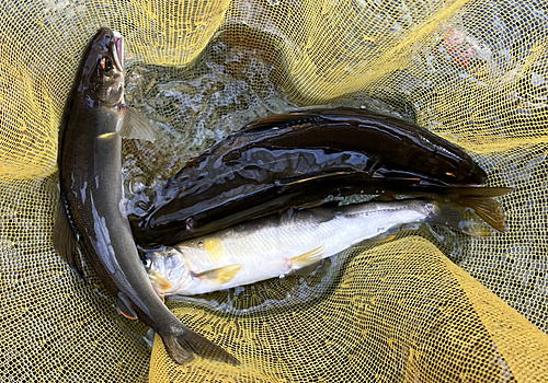 アユの釣果