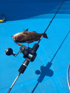 オオモンハタの釣果