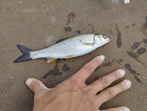 ウグイの釣果