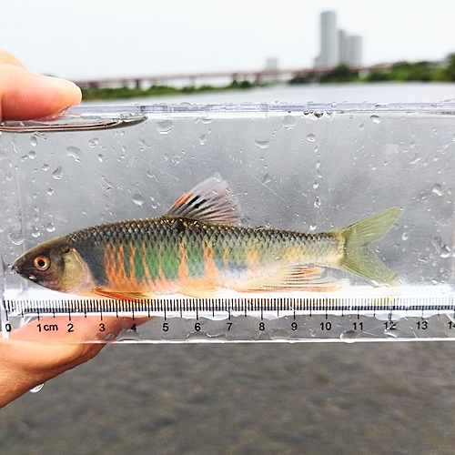 オイカワの釣果