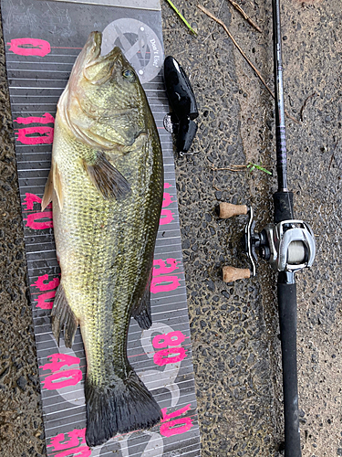 ブラックバスの釣果