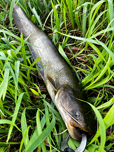 ナマズの釣果