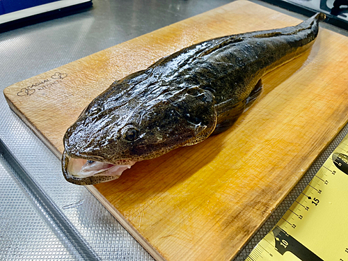 コチの釣果