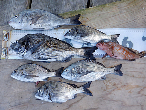 クロダイの釣果