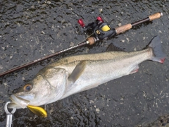 マルスズキの釣果