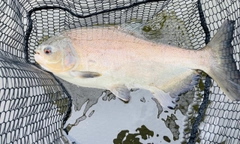 コロソマの釣果