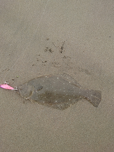 ソゲの釣果