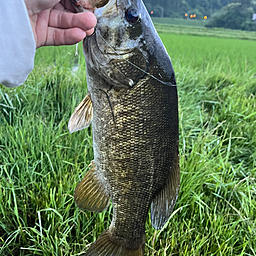 スモールマウスバス