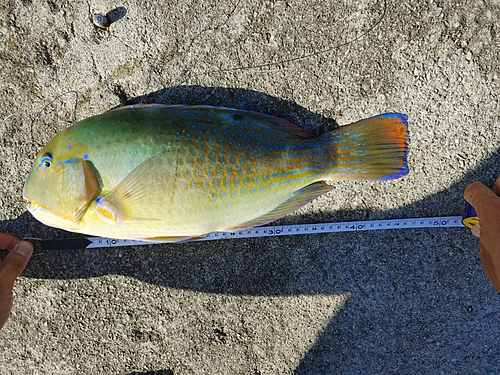 マクブの釣果