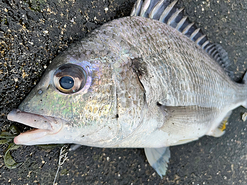 キビレの釣果