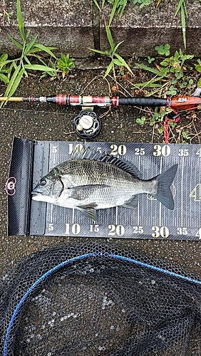 クロダイの釣果