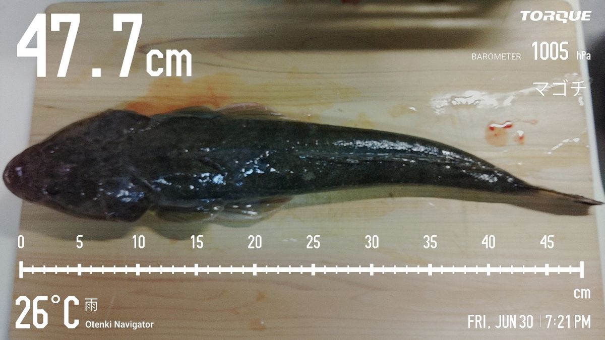 でっけさんの釣果 2枚目の画像