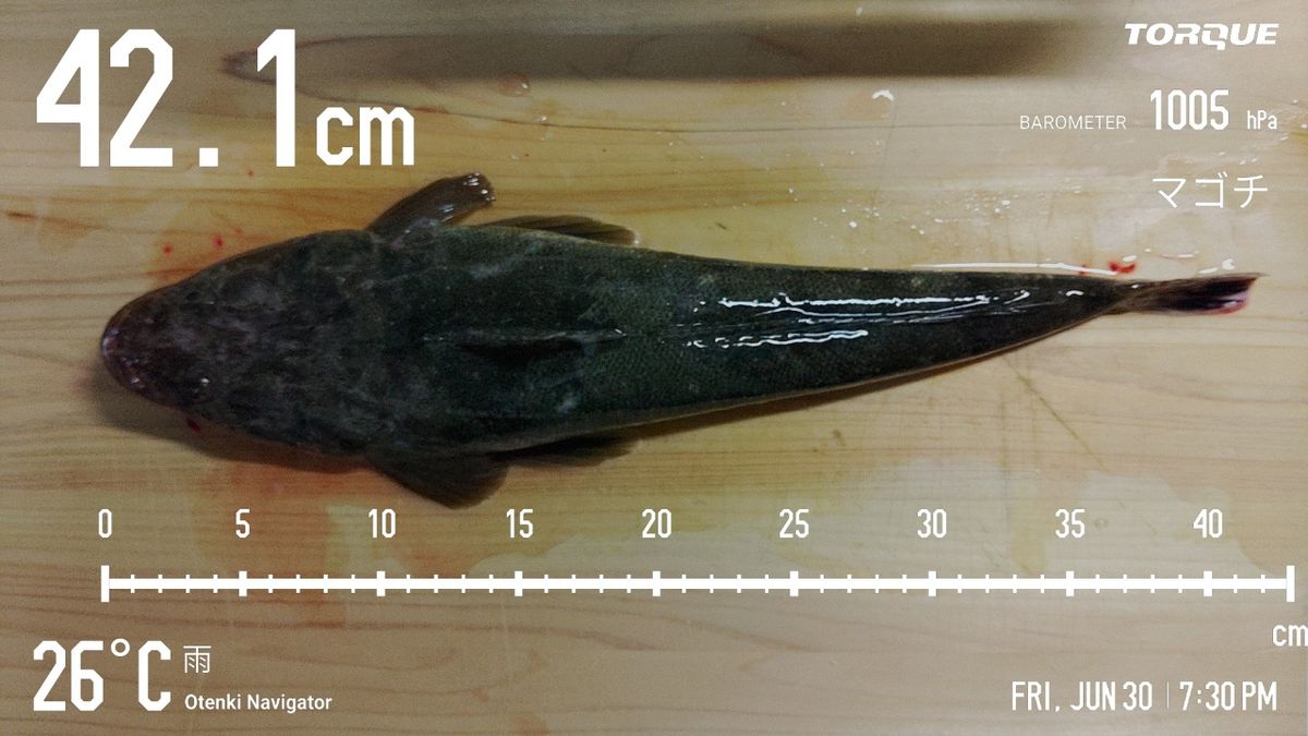 でっけさんの釣果 3枚目の画像