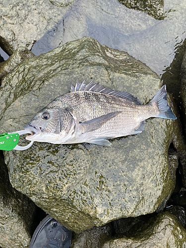 釣果