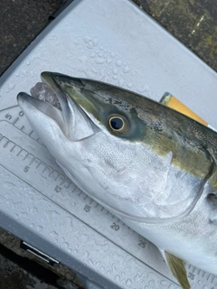 ブリの釣果