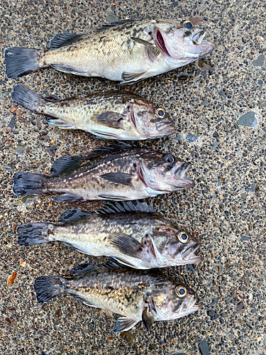 クロソイの釣果