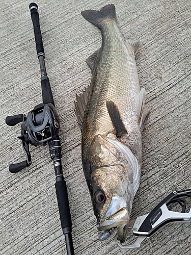 シーバスの釣果