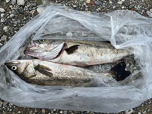 シーバスの釣果