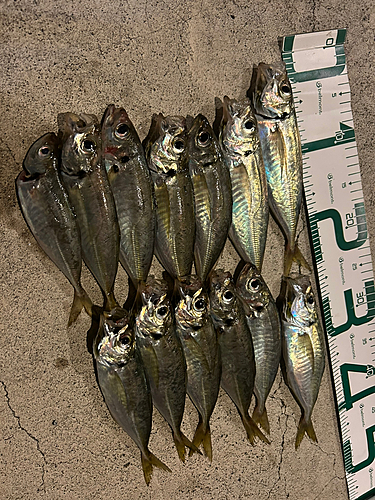 アジの釣果