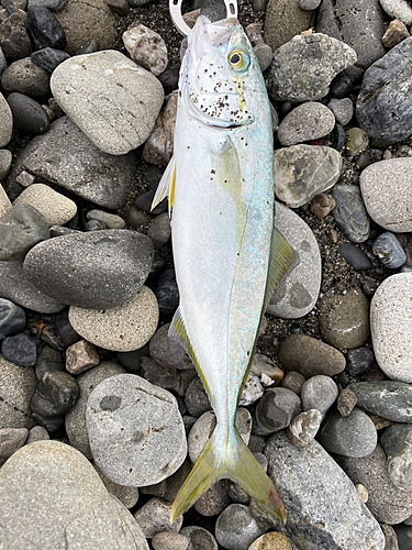 ワカナゴの釣果