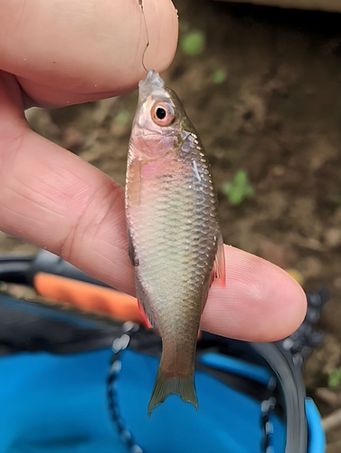 タナゴの釣果