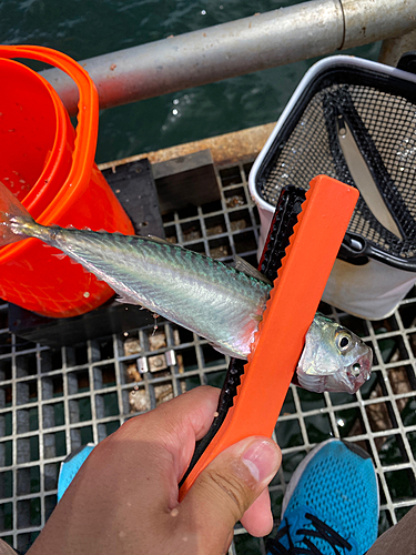 サバの釣果