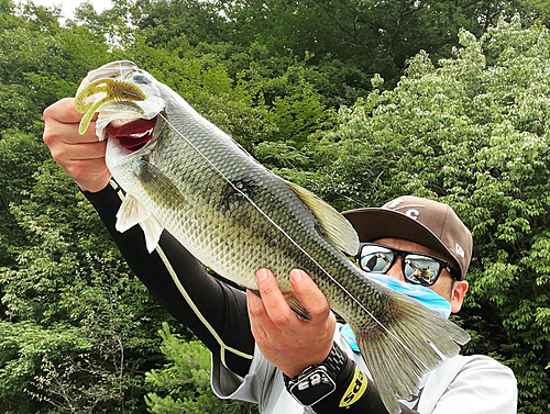 ブラックバスの釣果